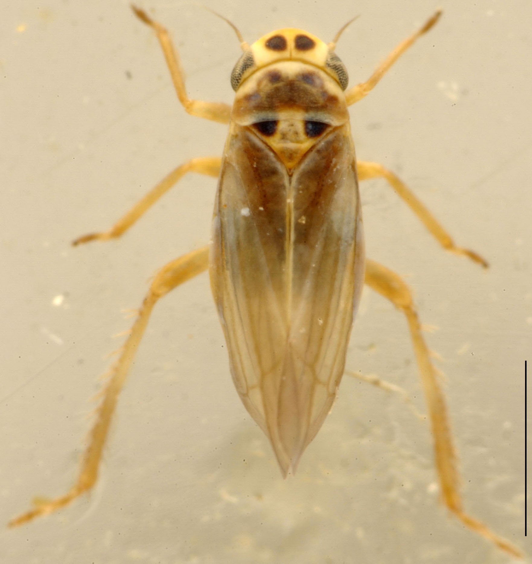 Habitus, dorsal view: Habitus (A. versuta Mel.). (Observation).