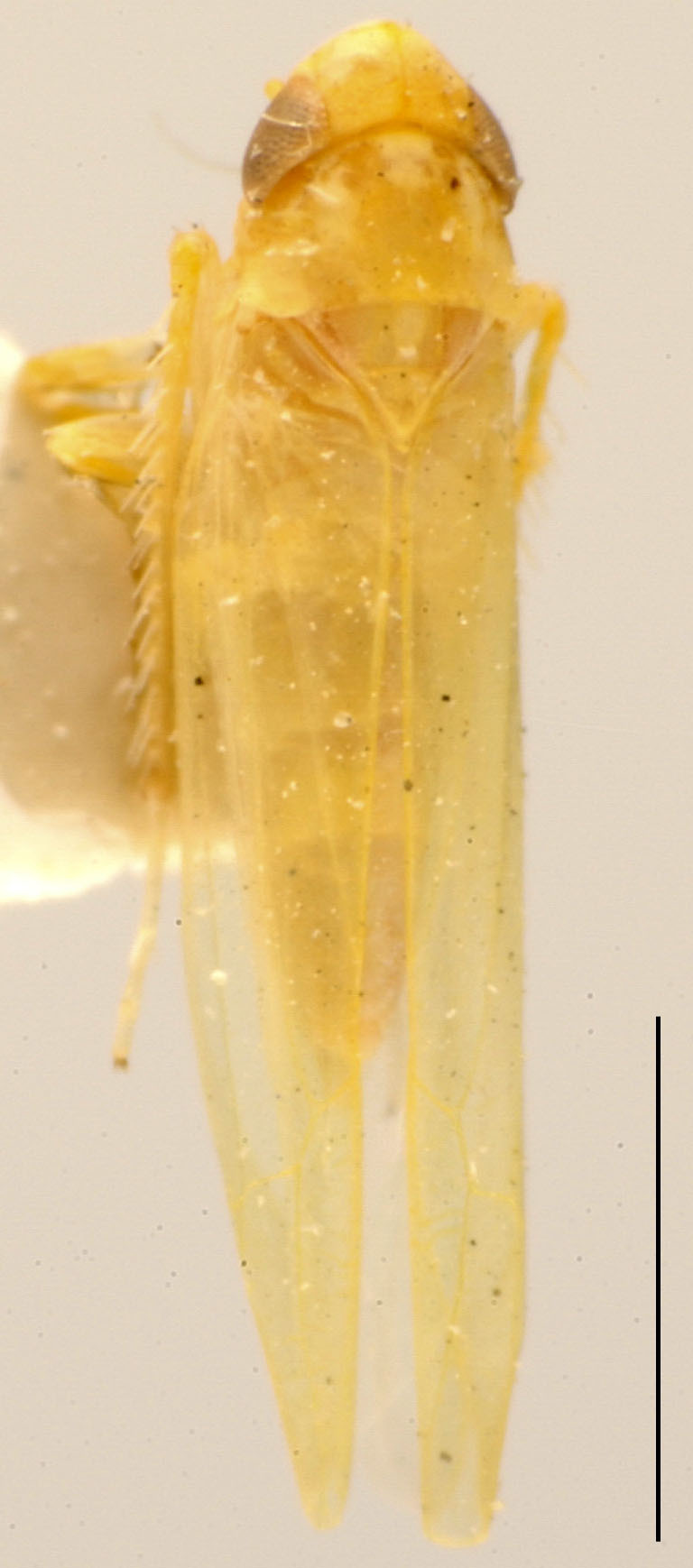 Habitus, dorsal view: !! display not done !! on Alnetoidia (Alnella) Anufriev, 1971: Habitus (A. sudzuchenica Anufr.). (Observation).