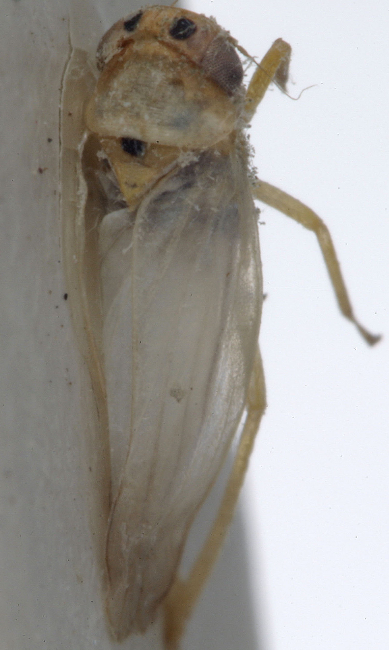 Habitus, dorsal view: Habitus (E. wierzbowskae Dwor., USNM collection). (Observation).