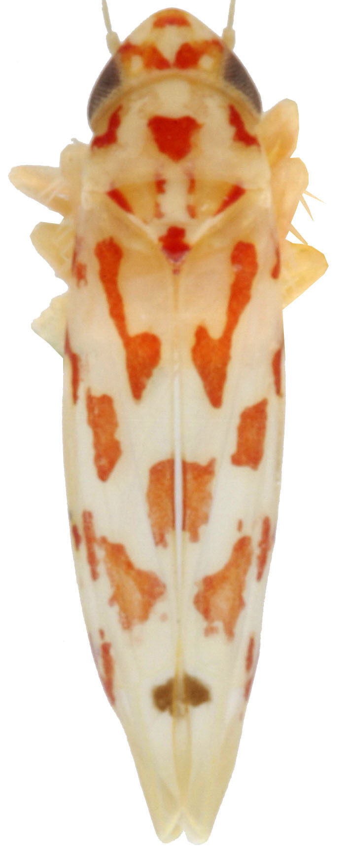 Habitus, dorsal view: !! display not done !! on Eratoneura mira (Beamer, 1932): Habitus (MSU collection). (Observation).