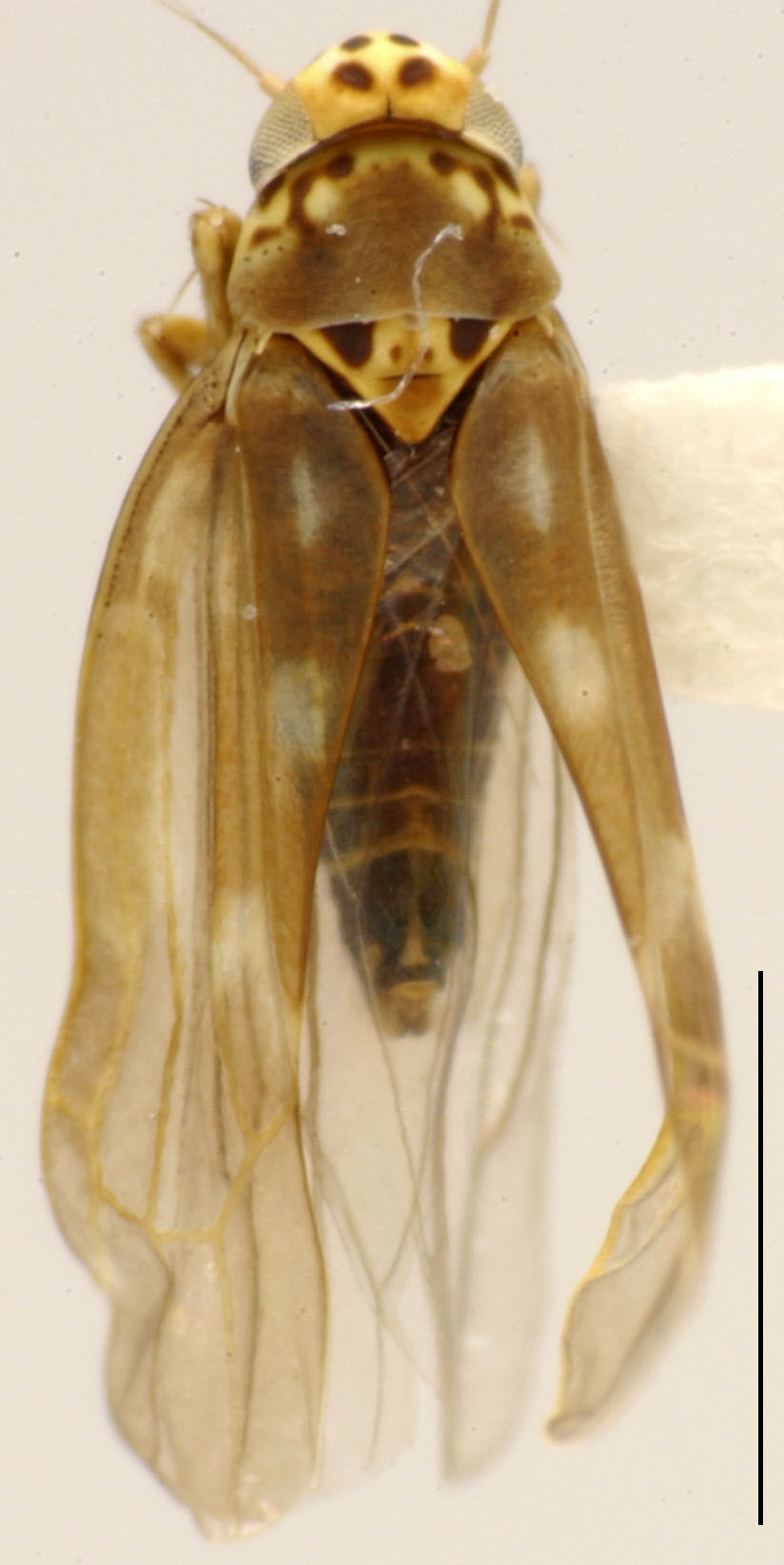 Habitus, dorsal view: !! display not done !! on Mitjaevia Dworakowska, 1970: Habitus (M. amseli Dlab.). (Observation).