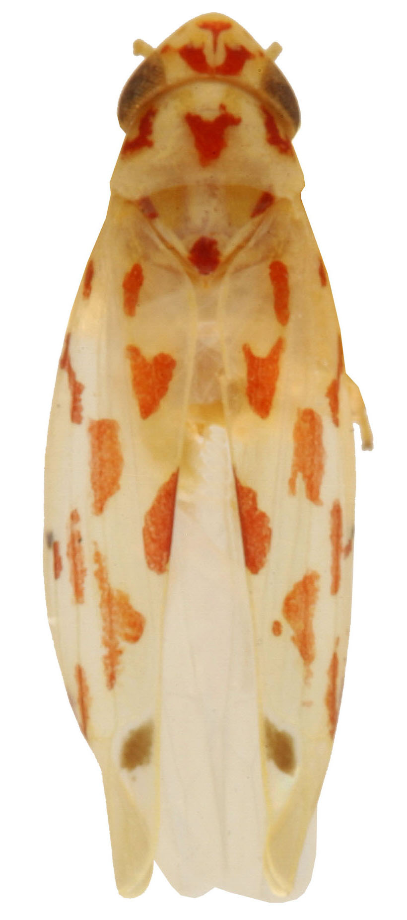 Habitus, dorsal view: Habitus (OSU collection). (Observation).