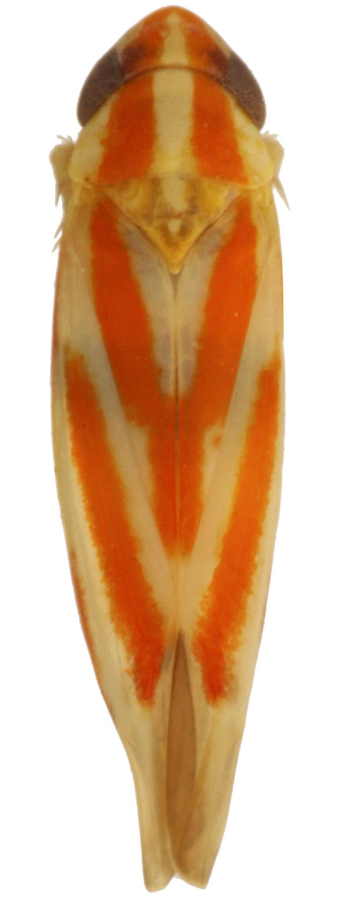 Habitus, dorsal view: !! display not done !! on Erythridula rubrataeniensis (Beamer, 1930): Habitus (OSU collection). (Observation).