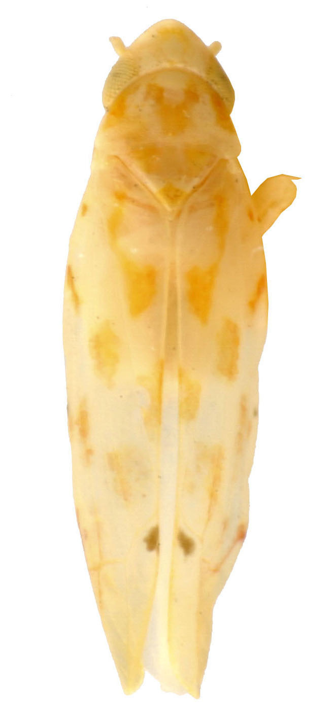 Habitus, dorsal view: !! display not done !! on Eratoneura misera (Beamer, 1932): Habitus (holotype of E. ventura Knull & Auten, OSU collection). (Observation).