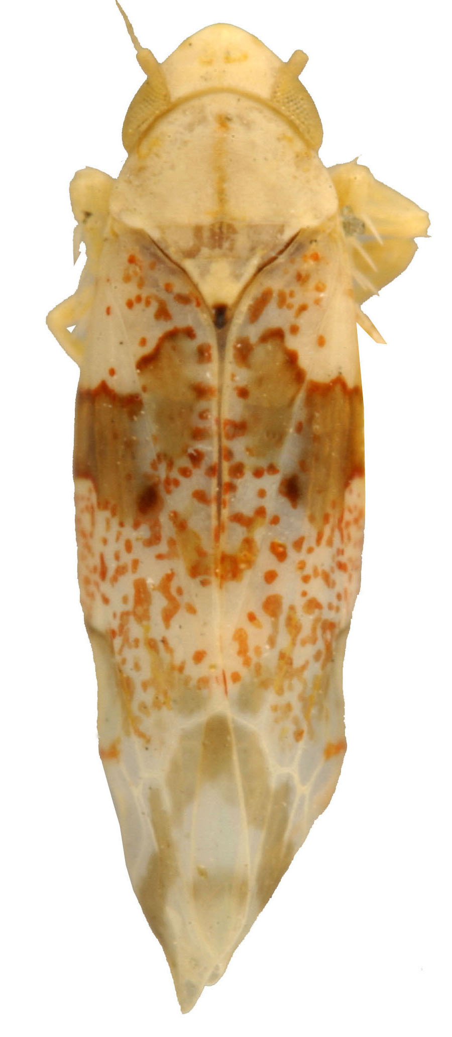 Habitus, dorsal view: !! display not done !! on Hymetta McAtee, 1919: Habitus (H. balteata McAtee, INHS collection). (Observation).