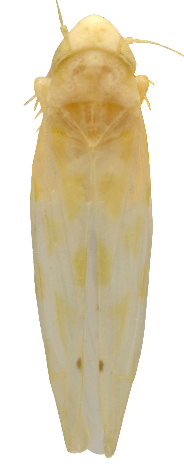 Habitus, dorsal view: !! display not done !! on Eratoneura certa (Beamer, 1932): Habitus (INHS collection). (Observation).