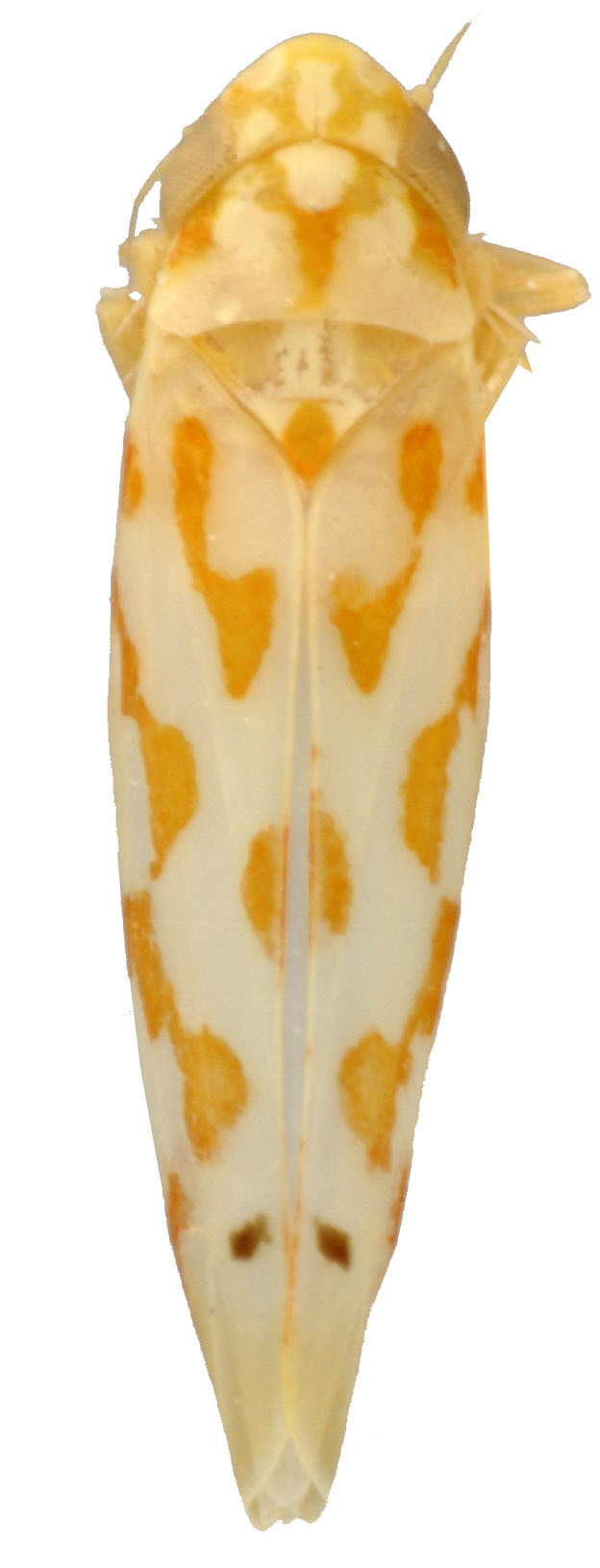 Habitus, dorsal view: !! display not done !! on Eratoneura bispinosa (Beamer, 1931): Habitus (MSU collection). (Observation).