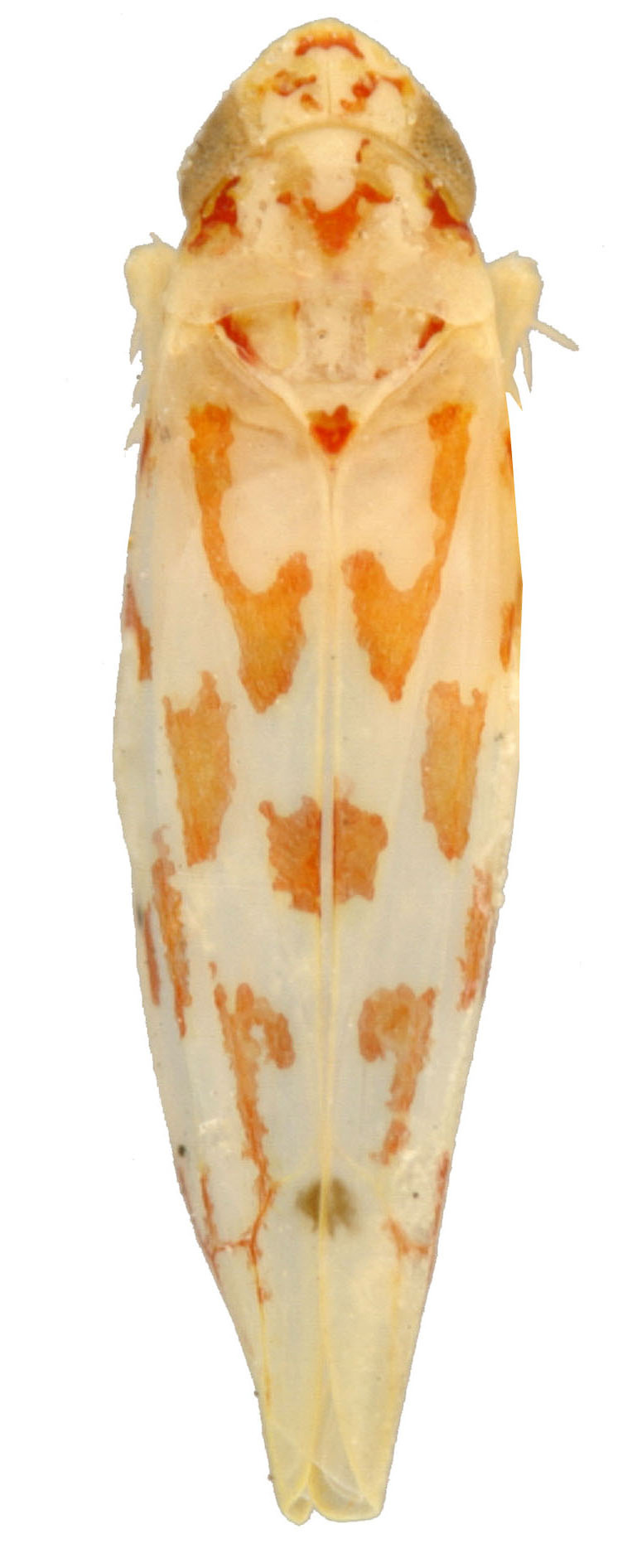 Habitus, dorsal view: !! display not done !! on Eratoneura contracta (Beamer, 1931): Habitus (INHS collection). (Observation).