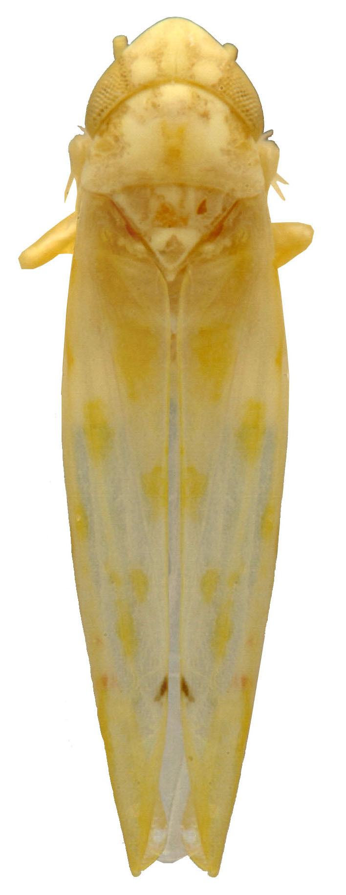 Habitus, dorsal view: Habitus (MSU collection). (Observation).