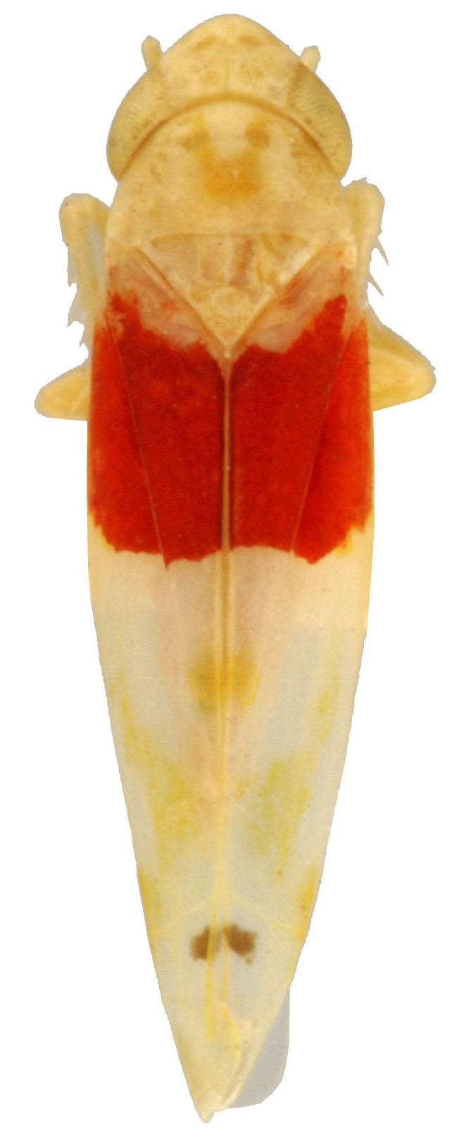 Habitus, dorsal view: Habitus (holotype, OSU collection). (Observation).