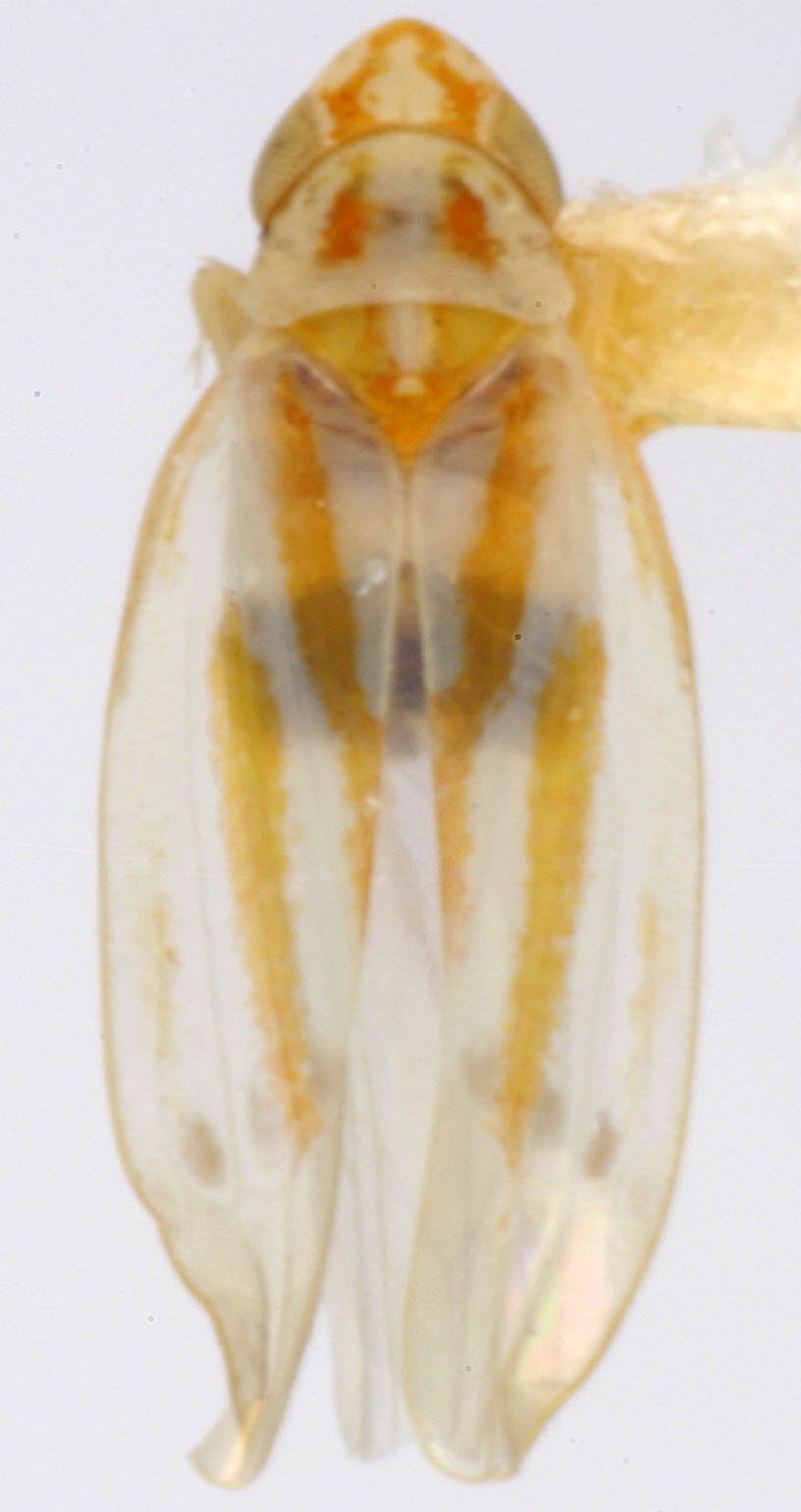 Habitus, dorsal view: !! display not done !! on Erythridula tenebrosa (Knull, 1946): Habitus (holotype, OSU collection). (Observation).