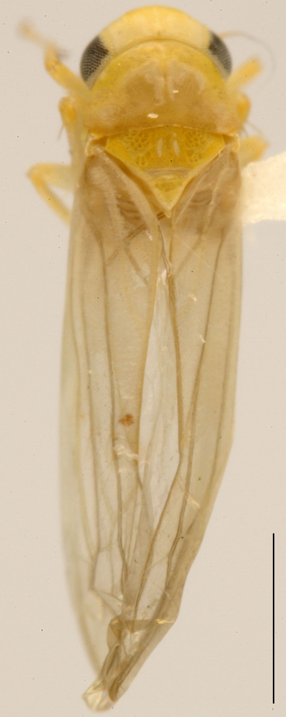 Habitus, dorsal view: Habitus (C. arcuata Dwor.). (Observation).