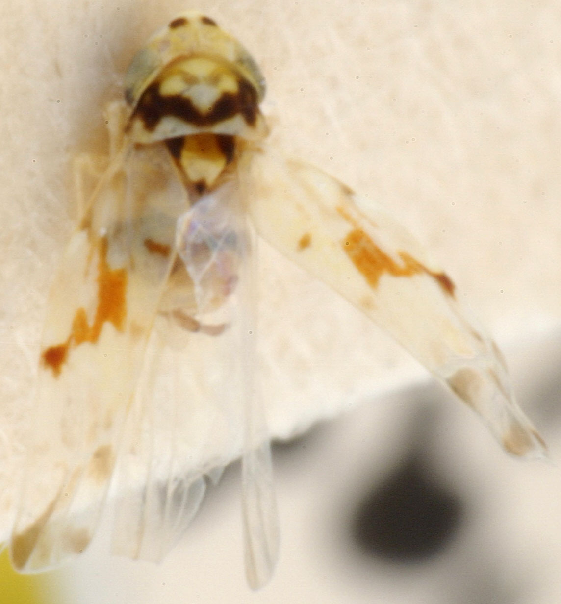 Habitus, dorsal view: !! display not done !! on Kabakra Dworakowska, 1979: Habitus (paratype of K. pompela Sohi & Mann, USNM collection). (Observation).