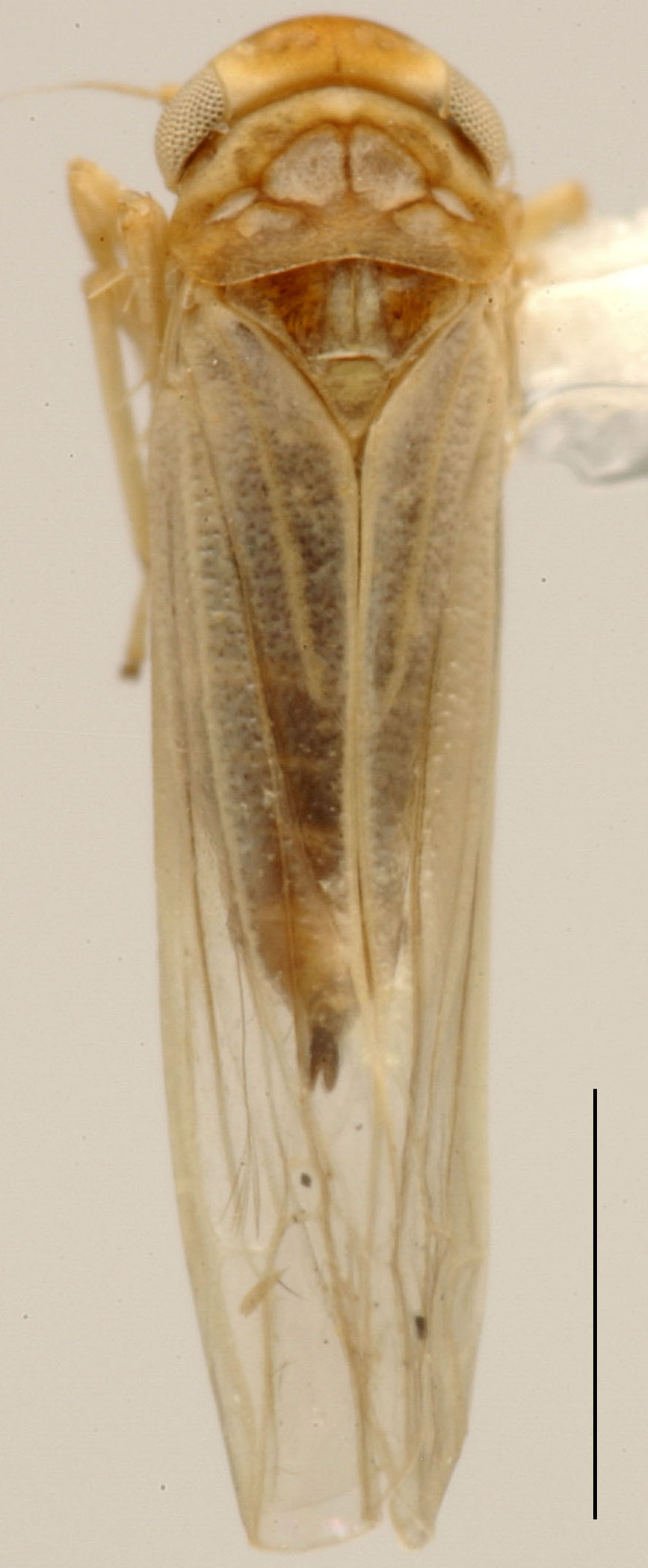 Habitus, dorsal view: Habitus (T. barbata Dwor.). (Observation).