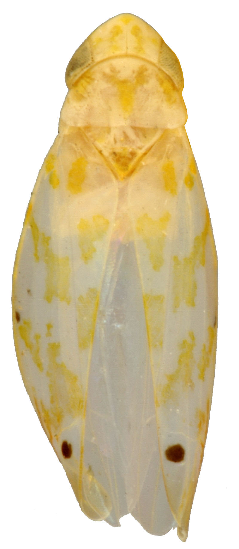 Habitus, dorsal view: !! display not done !! on Eratoneura restricta (Beamer, 1932): Habitus (holotype of E. pallida Knull & Auten, OSU collection). (Observation).