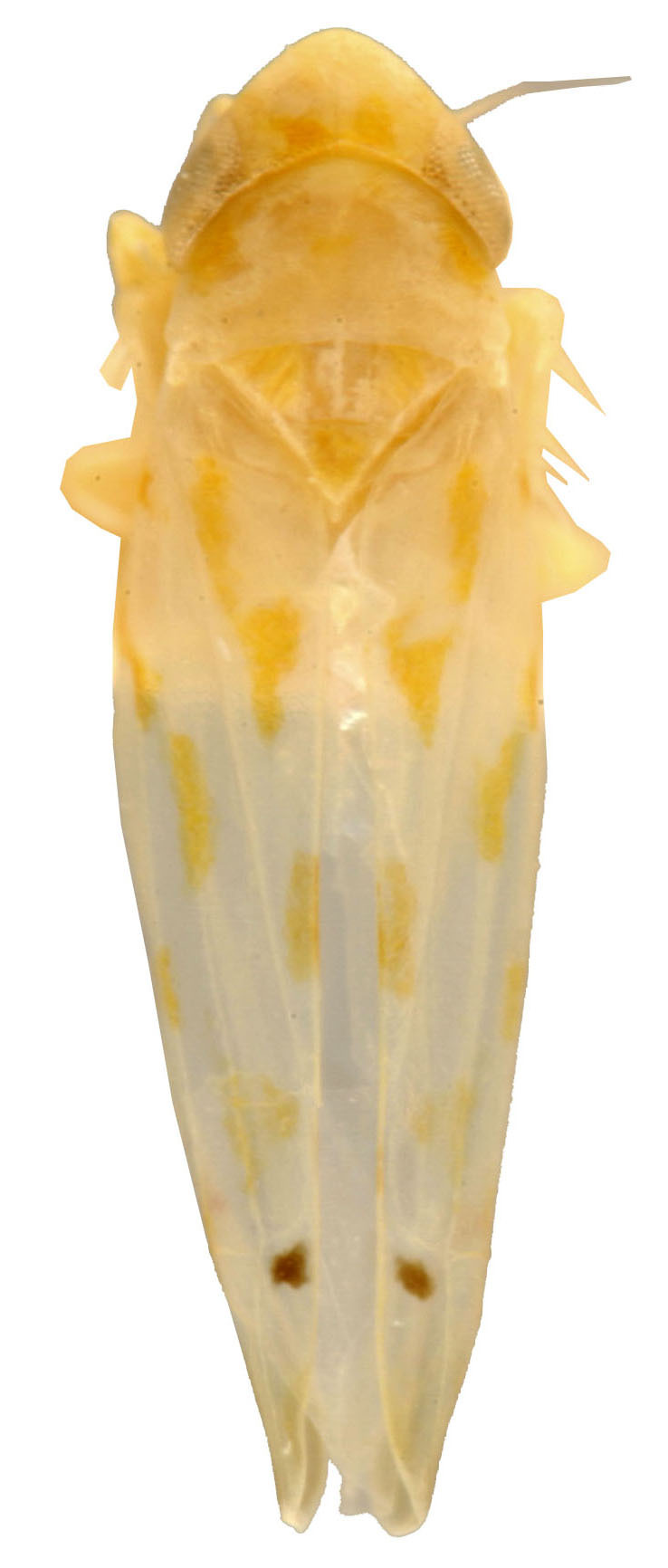 Habitus, dorsal view: Habitus (MSU collection). (Observation).