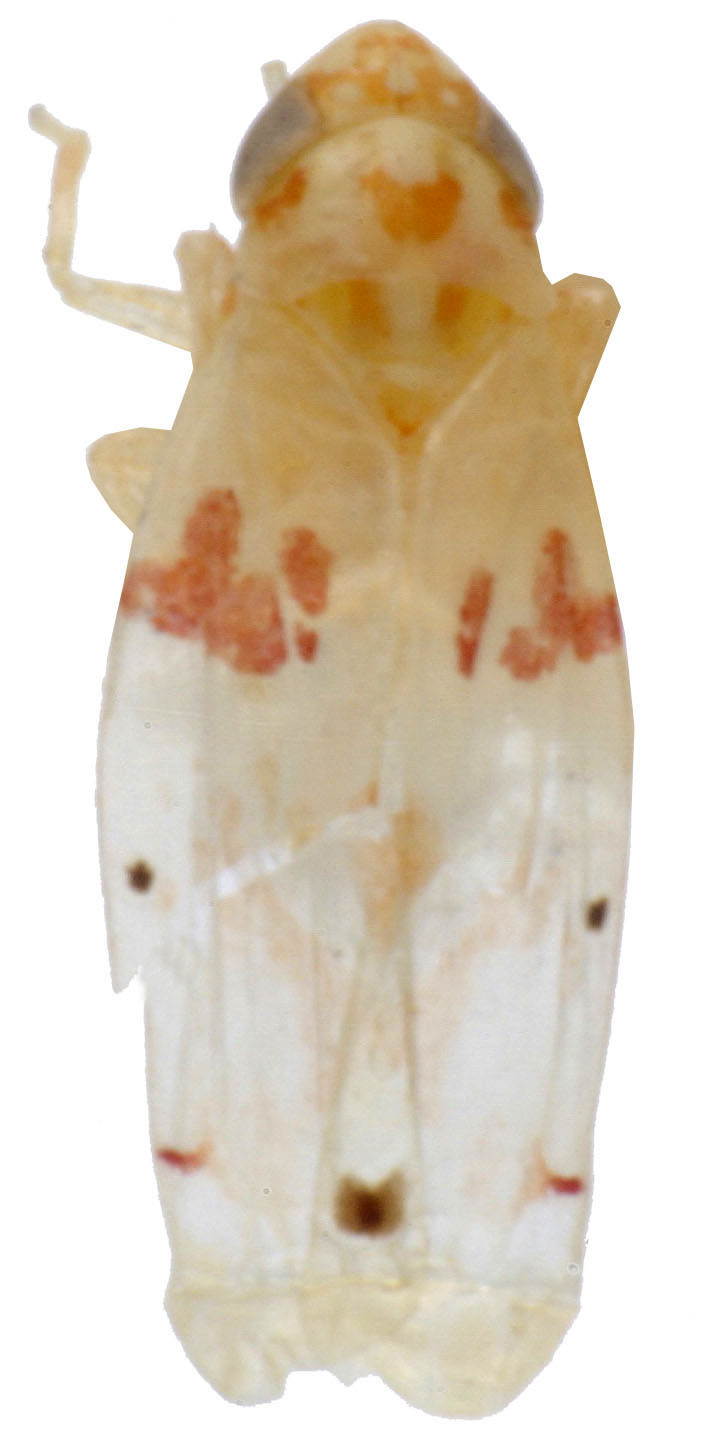 Habitus, dorsal view: !! display not done !! on Eratoneura longa (Knull, 1955): Habitus (holotype of E. arneri Hepner, INHS collection). (Observation).