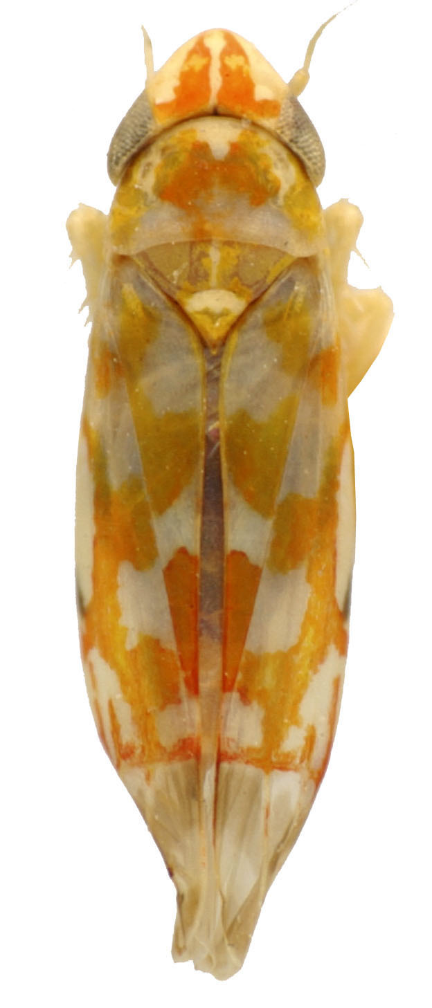 Habitus, dorsal view: Habitus (INHS collection). (Observation).