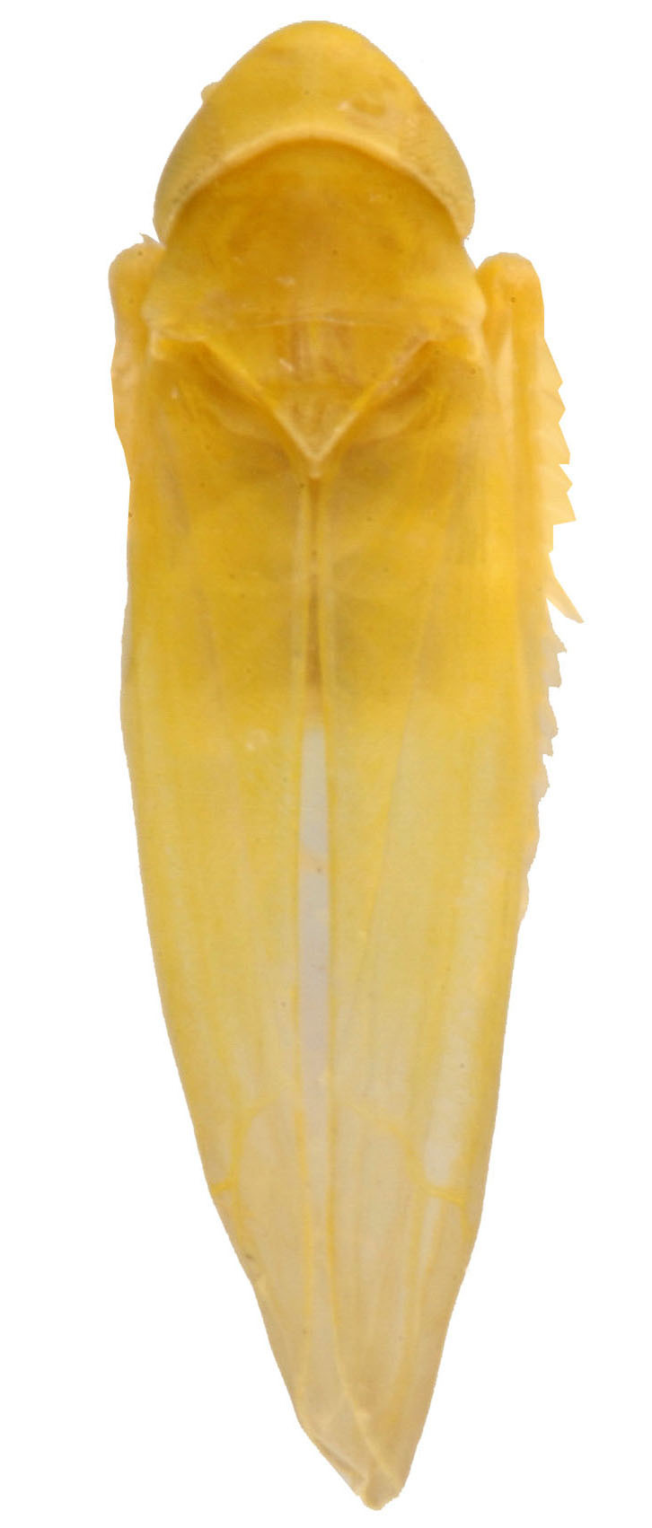 Habitus, dorsal view: !! display not done !! on Erasmoneura emeljanovi Dmitriev & Dietrich, 2007: Habitus (holotype, KSEM collection). (Observation).