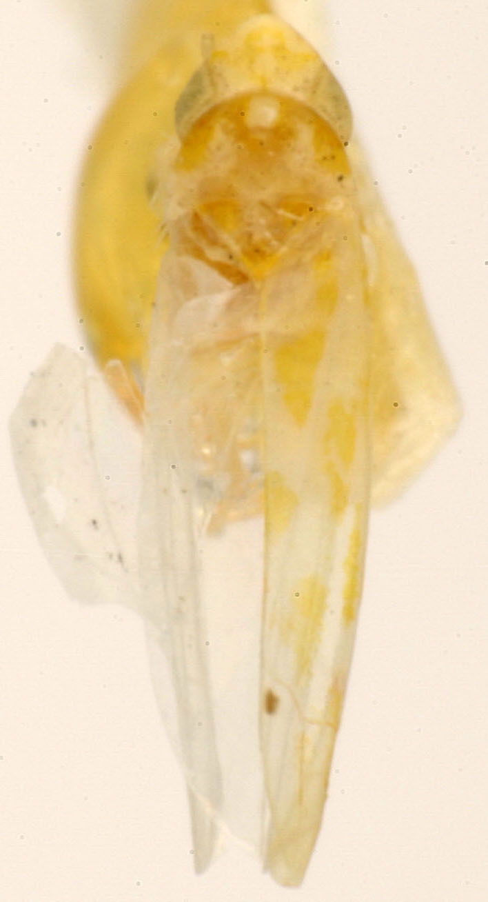 Habitus, dorsal view: Habitus (holotype, INHS collection). (Observation).