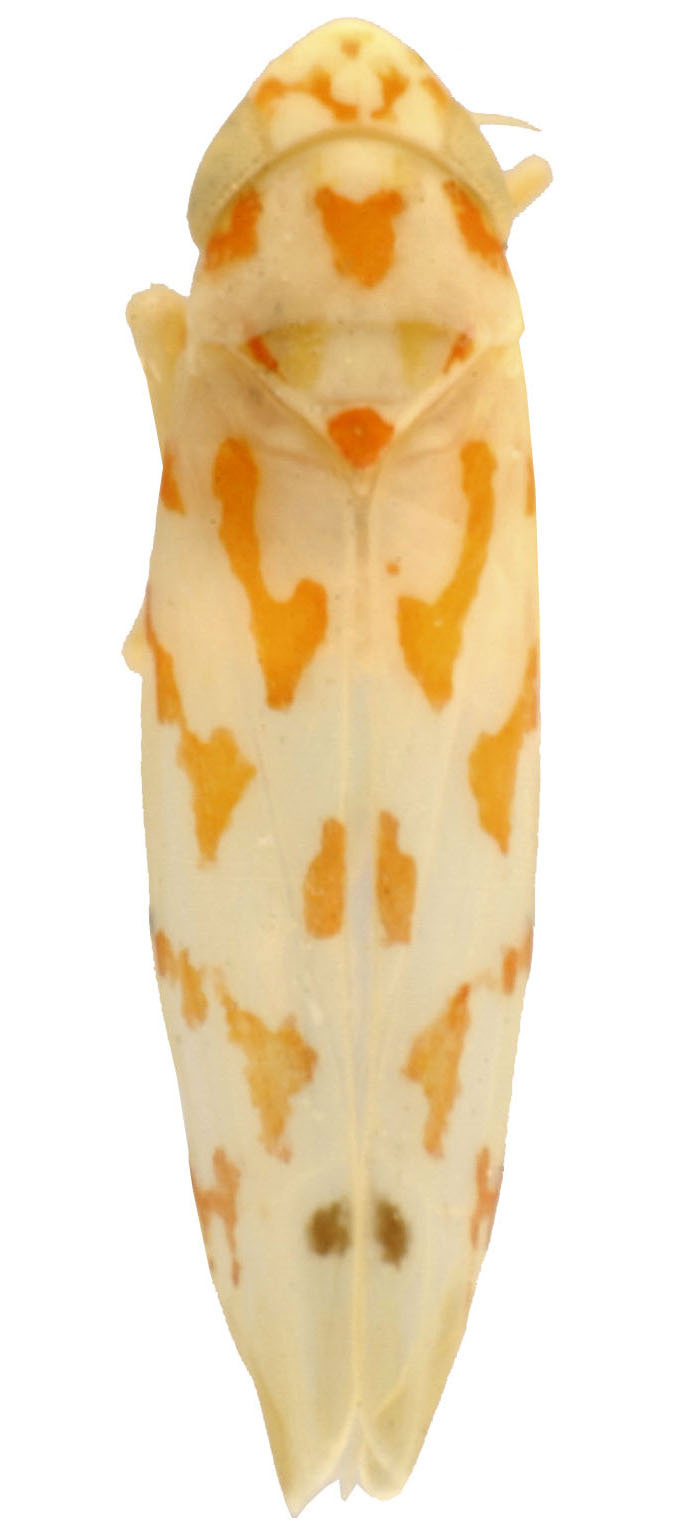 Habitus, dorsal view: !! display not done !! on Eratoneura manus (Beamer, 1932): Habitus (INHS collection). (Observation).