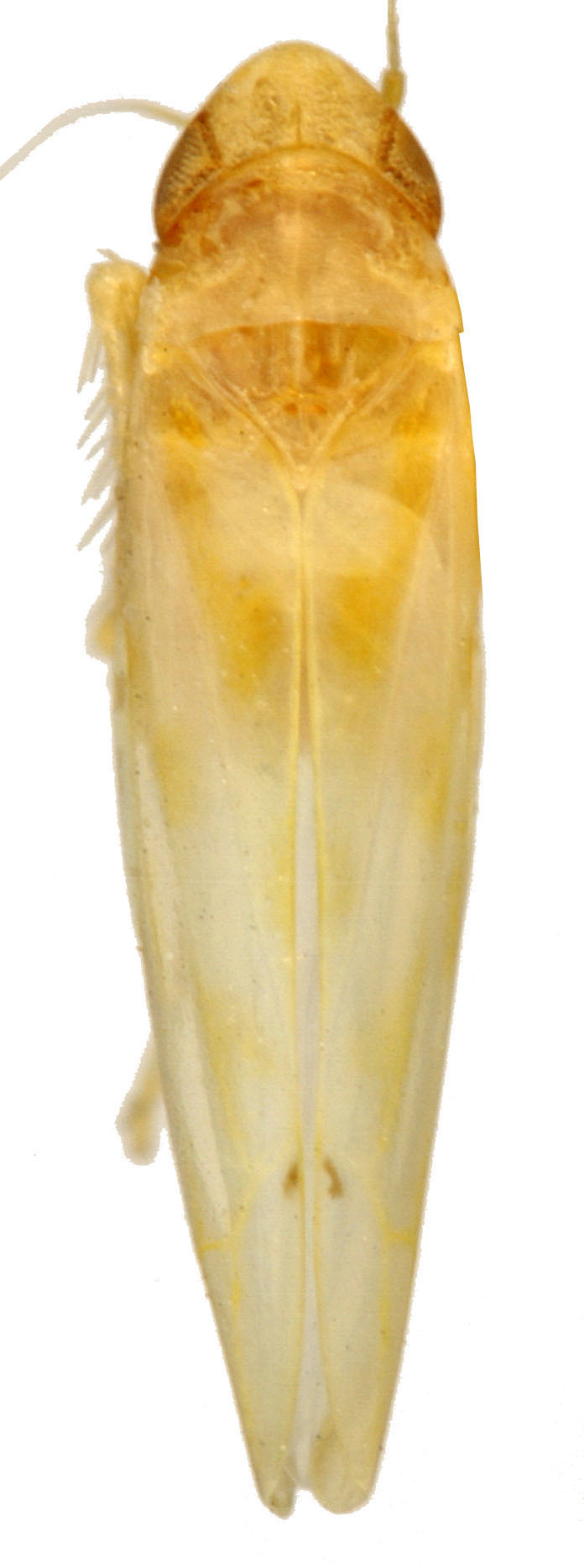 Habitus, dorsal view: Habitus (INHS collection). (Observation).