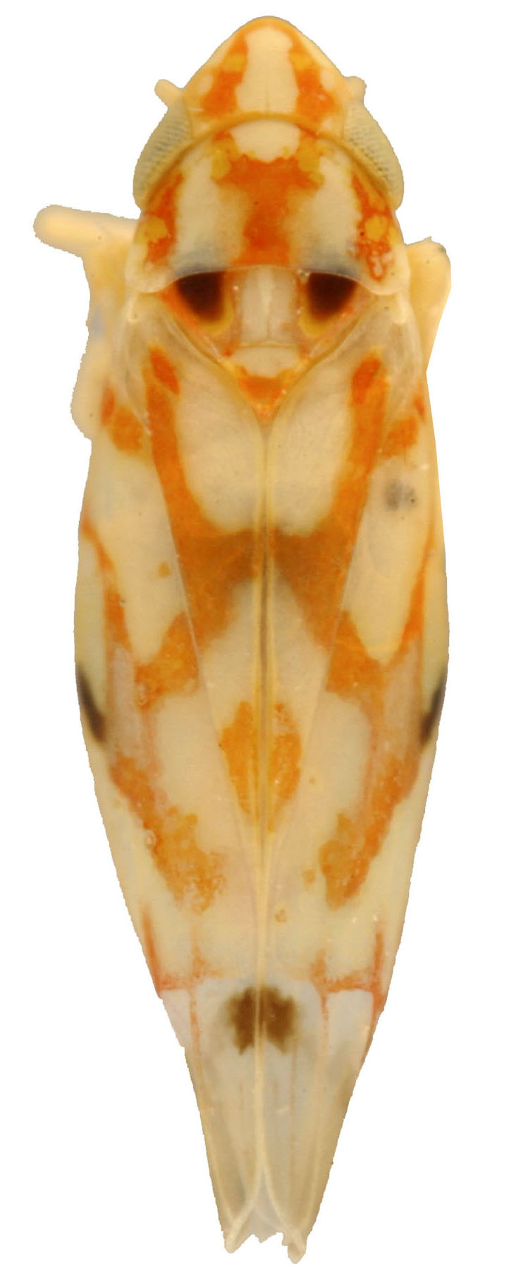 Habitus, dorsal view: Habitus (OSU collection). (Observation).