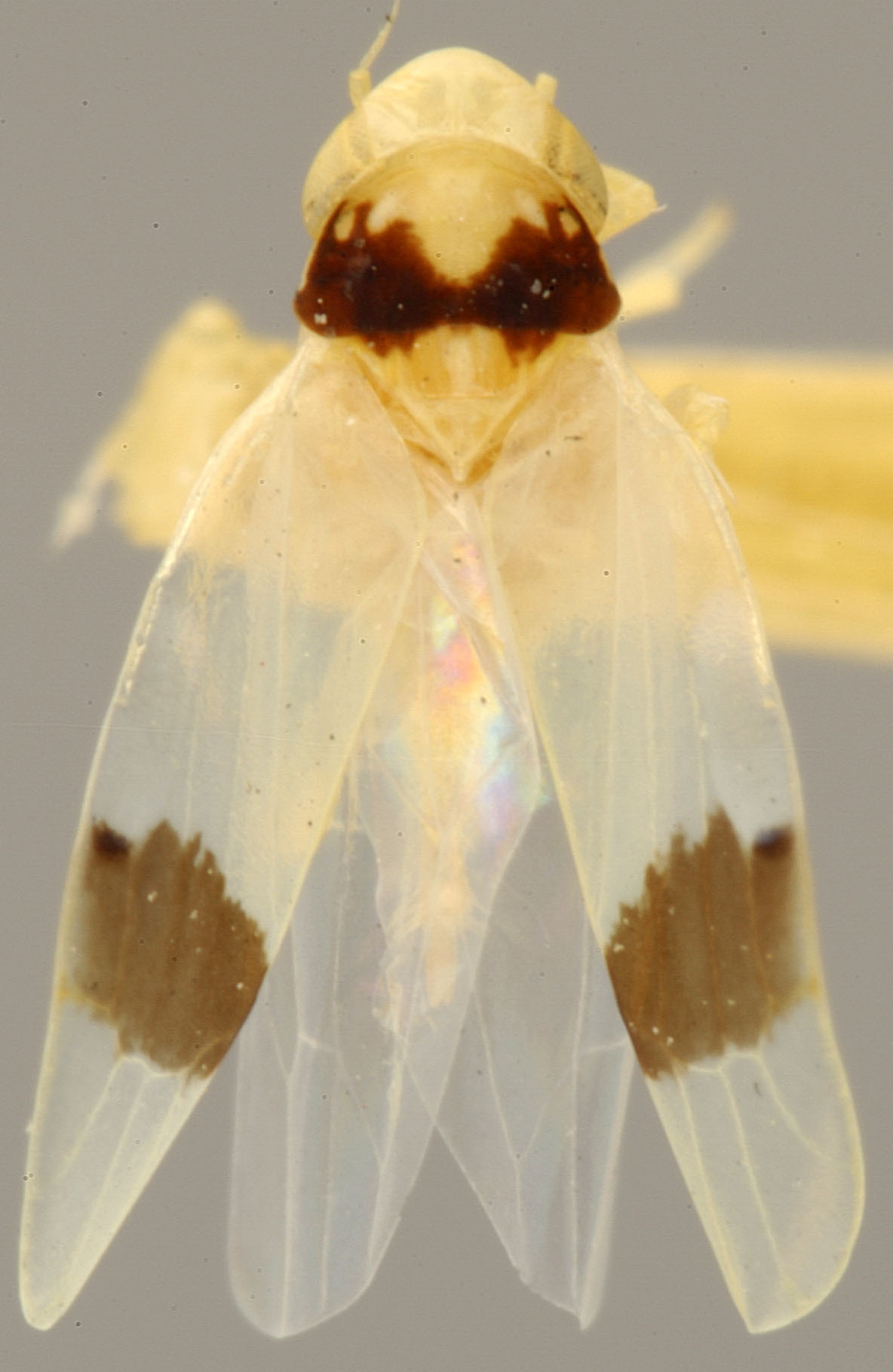 Habitus, dorsal view: Habitus (cotype, OSU collection). (Observation).