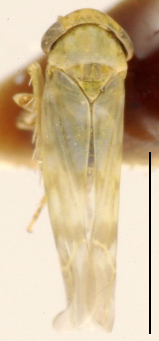 Habitus, dorsal view: !! display not done !! on Tamaricella Zakhvatkin, 1946: Habitus (T. dentata Dwor.). (Observation).