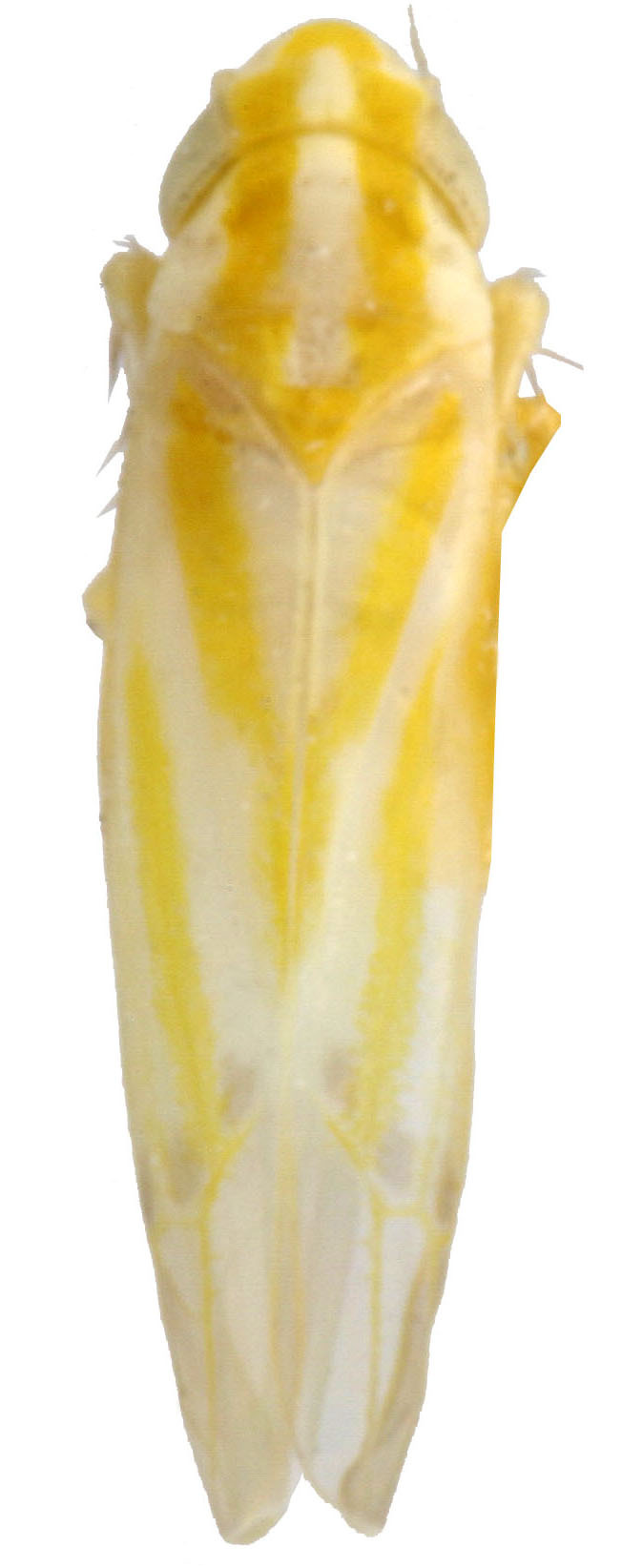 Habitus, dorsal view: !! display not done !! on Erythridula rugosae (Ross & DeLong, 1953): Habitus (holotype, INHS collection). (Observation).