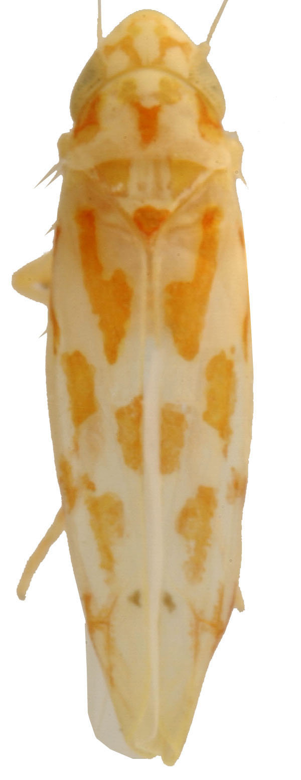 Habitus, dorsal view: !! display not done !! on Eratoneura dimidiata (Knull, 1949): Habitus (holotype, OSU collection). (Observation).