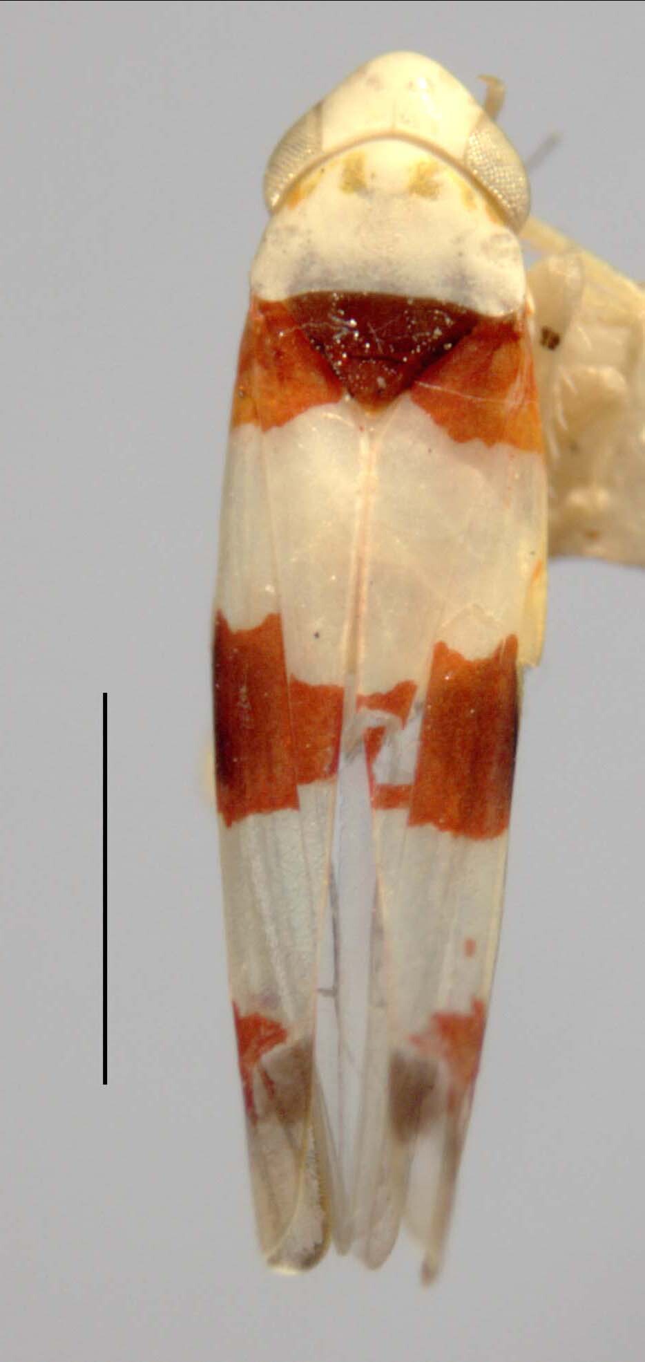 Habitus, dorsal view: !! display not done !! on Eratoneura amethica (Ross, 1957): Habitus (holotype, INHS collection). (Observation).