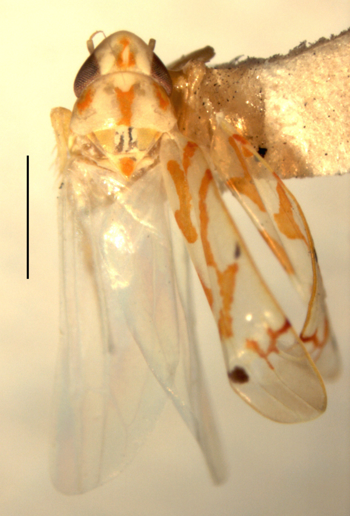 Habitus, dorsal view: Habitus (holotype, INHS collection). (Observation).