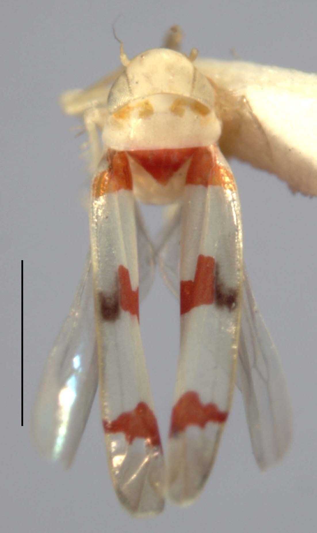 Habitus, dorsal view: !! display not done !! on Eratoneura alicia (Ross, 1957): Habitus (holotype, INHS collection). (Observation).