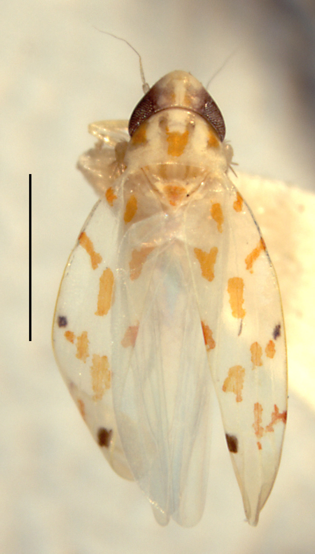 Habitus, dorsal view: !! display not done !! on Eratoneura knullae (Ross, 1953): Habitus (holotype of E. blockeri Hepner, INHS collection). (Observation).