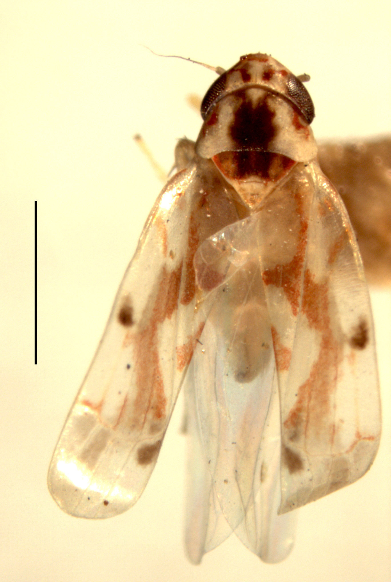 Habitus, dorsal view: Habitus (holotype of E. ligata pupillata McAtee, INHS collection). (Observation).