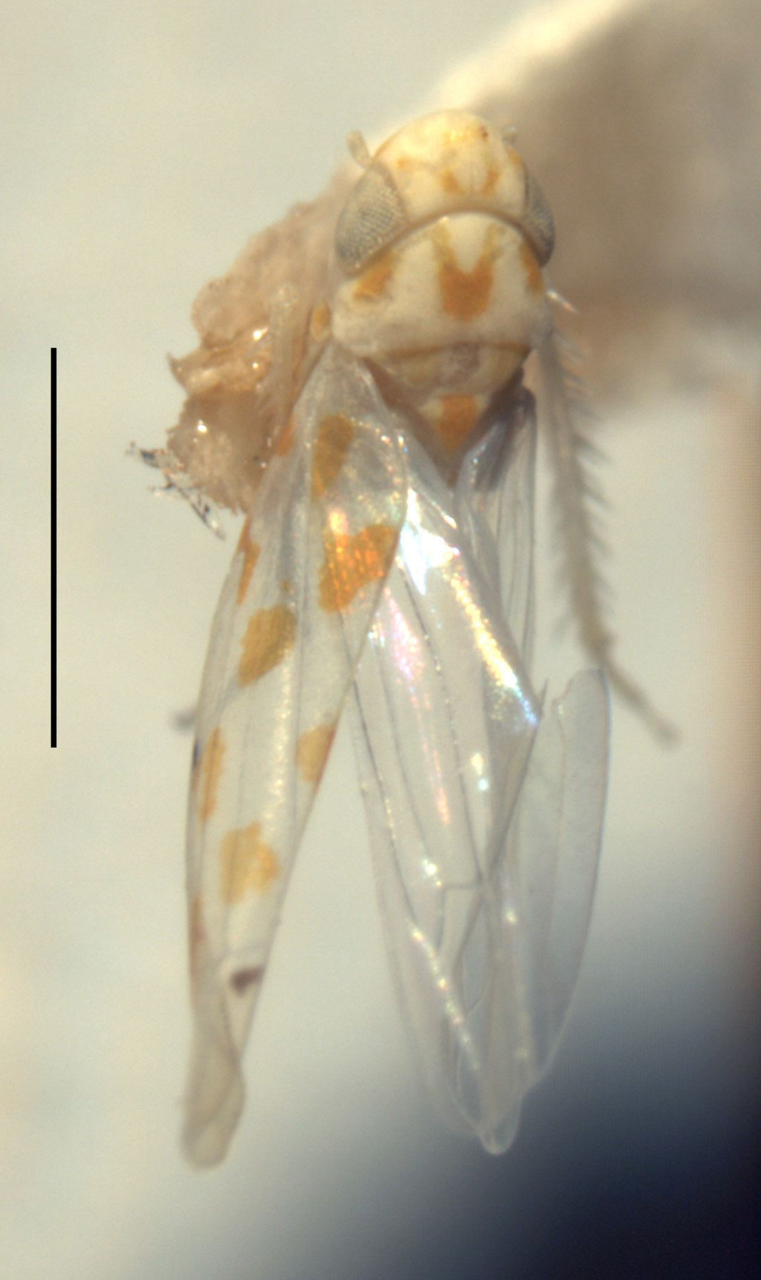 Habitus, dorsal view: Habitus (holotype of E. byersi Hepner, INHS collection). (Observation).