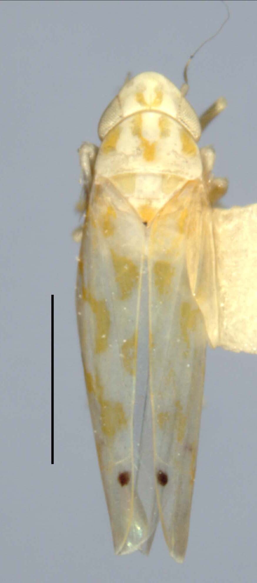 Habitus, dorsal view: Habitus (holotype, INHS collection). (Observation).