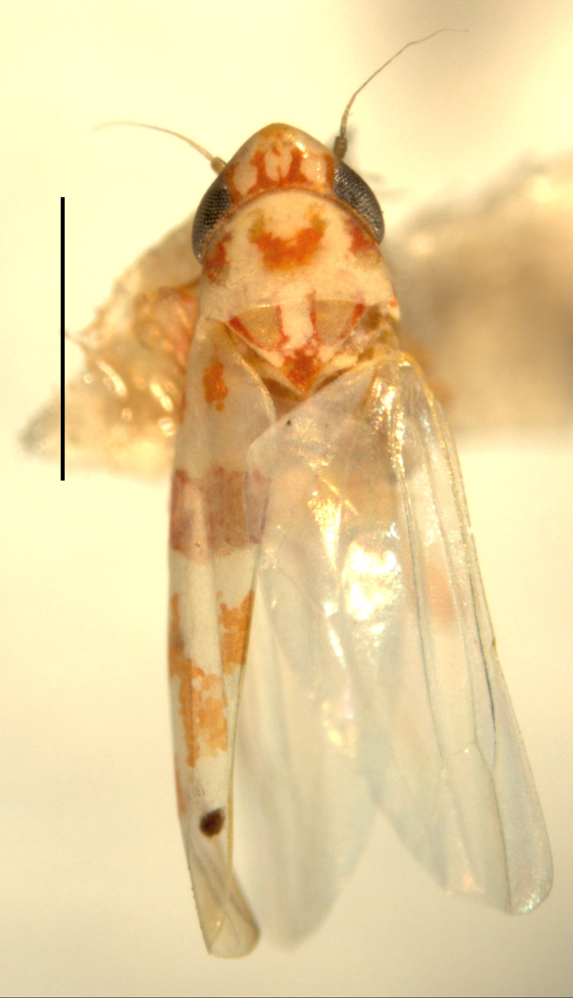 Habitus, dorsal view: Habitus (holotype of E. micheneri Hepner, INHS collection). (Observation).