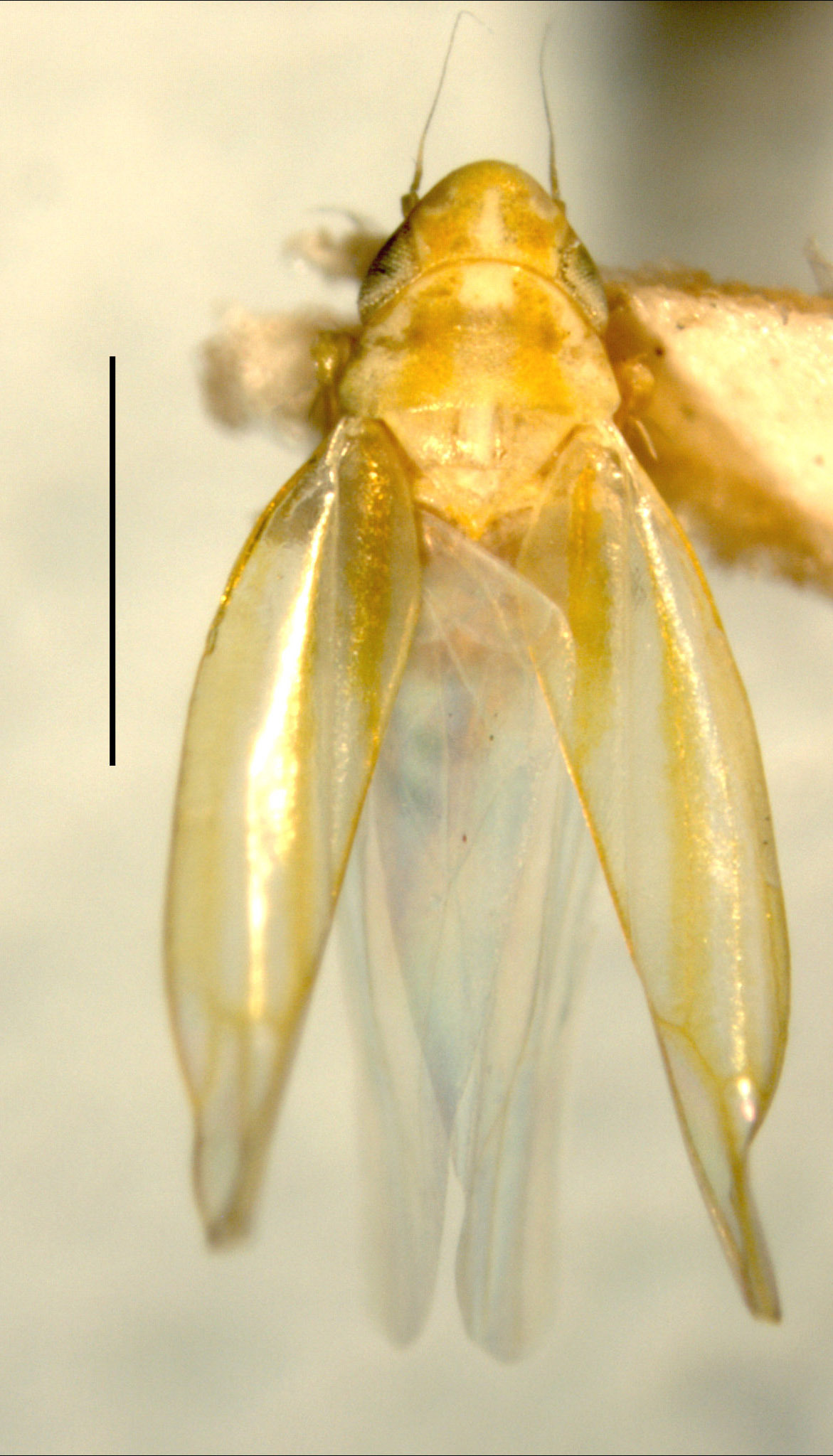 Habitus, dorsal view: !! display not done !! on Erythridula herberti (Hepner, 1976): Habitus (holotype, INHS collection). (Observation).