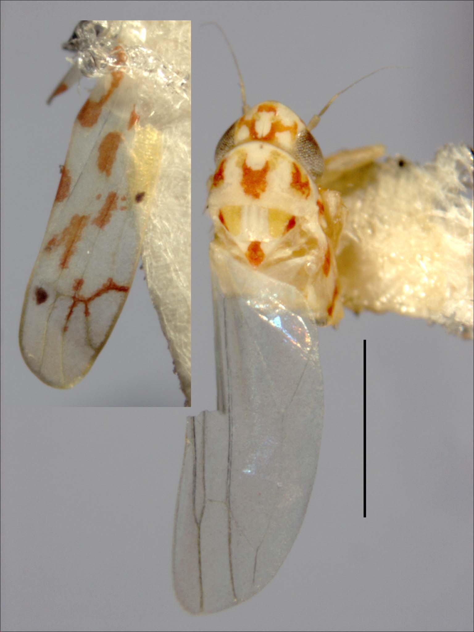 Habitus, dorsal view: Habitus (holotype of E. albiquera Hepner, INHS collection). (Observation).
