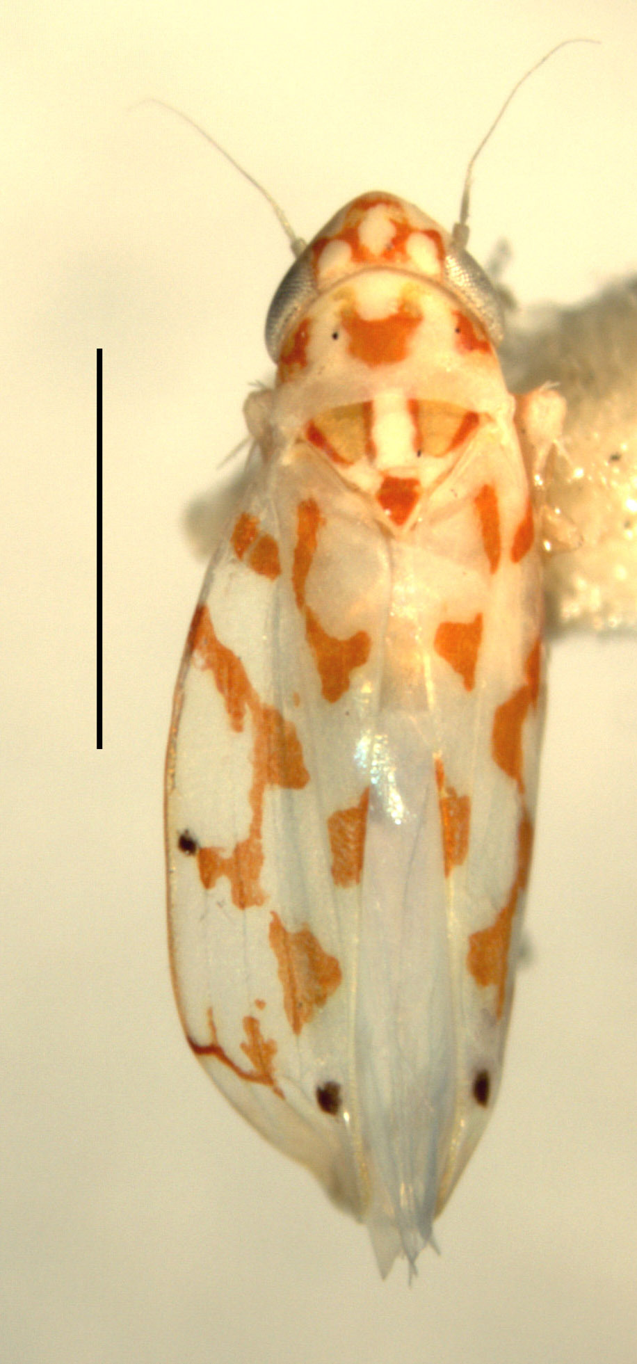 Habitus, dorsal view: Habitus (holotype of E. hibernia Hepner, INHS collection). (Observation).