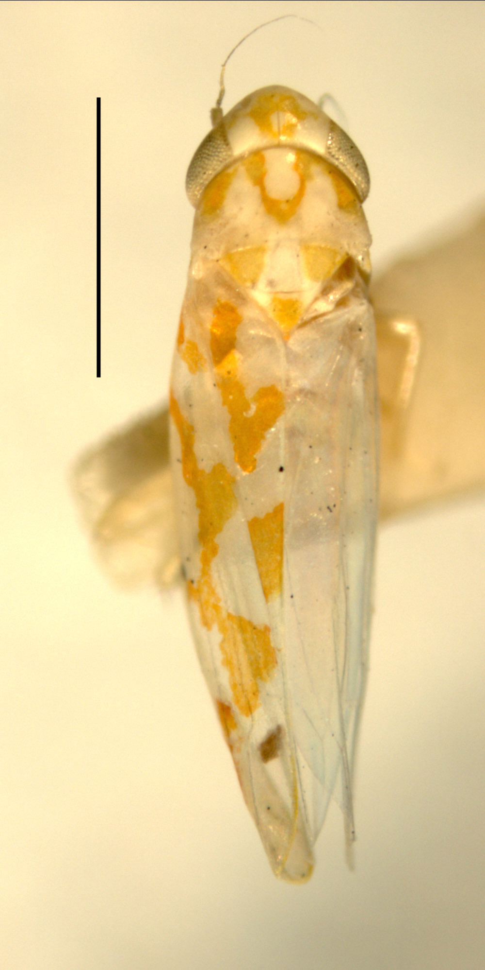 Habitus, dorsal view: !! display not done !! on Eratoneura millsi (Ross & DeLong, 1950): Habitus (holotype, INHS collection). (Observation).