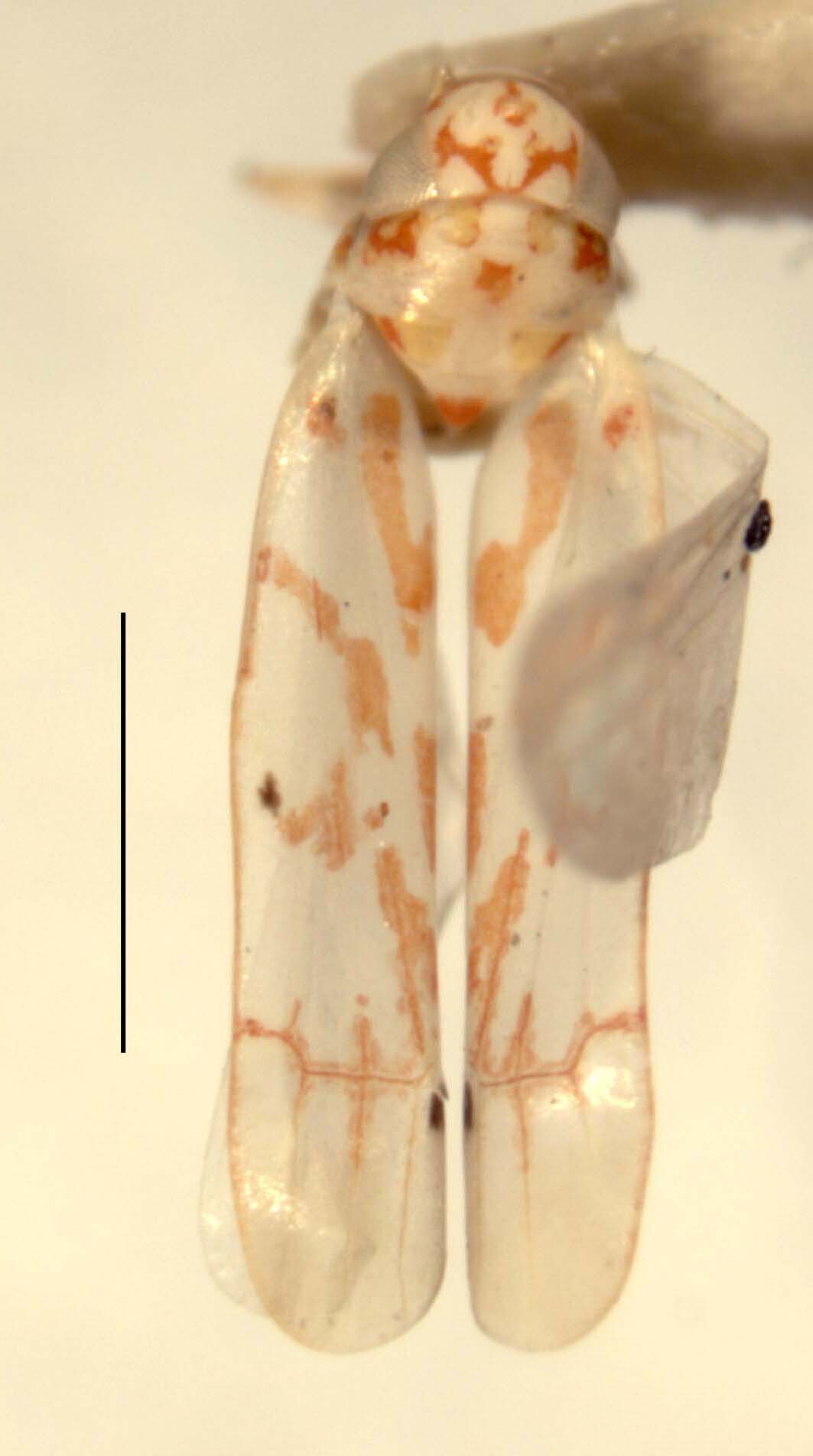 Habitus, dorsal view: Habitus (holotype of E. asymmetra Hepner, INHS collection). (Observation).