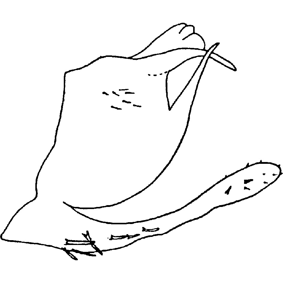 Pygofer, lateral view: Pygofer (G. nigroscuta Mahmood). (Observation).