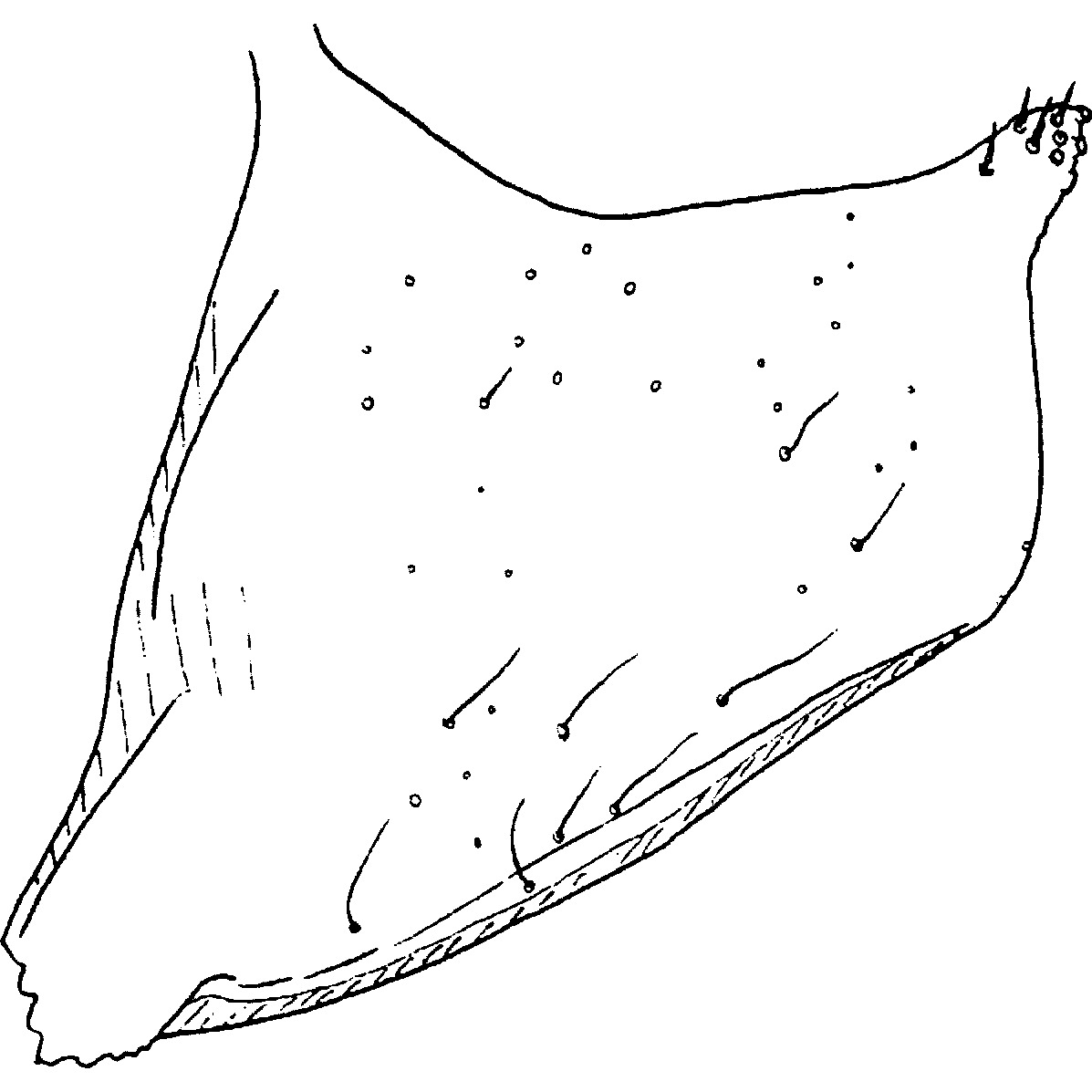 Pygofer, lateral view: !! display not done !! on Bakera (Bakera) Mahmood, 1967: Pygofer lobe (B. maior). (Observation).