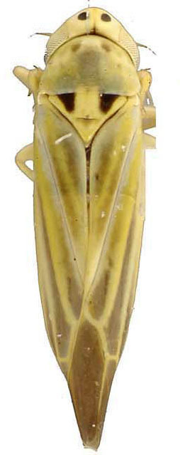 Habitus, dorsal view: !! display not done !! on Neozygina Dietrich & Dmitriev, 2006: Habitus (N. apacha Baker). (Observation).
