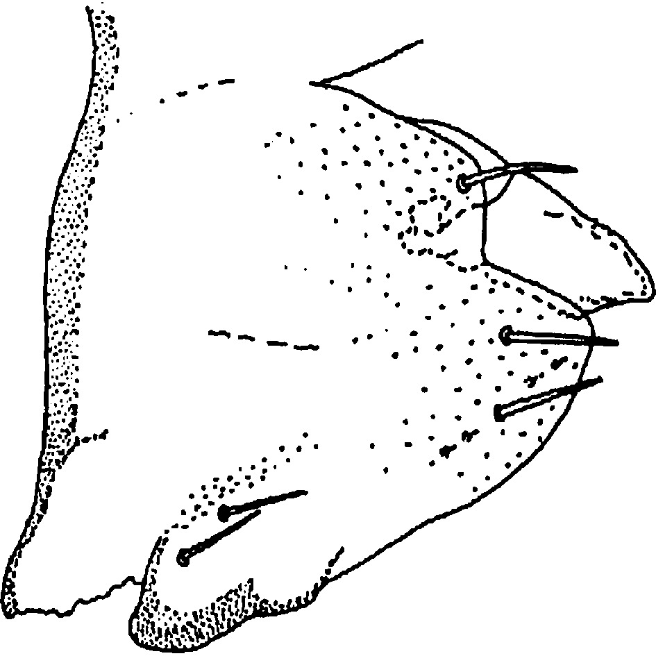 Pygofer, lateral view: Pygofer (R. variabilis Dwor.). (Observation).