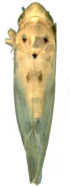 Habitus, dorsal view: !! display not done !! on Neoimbecilla Dietrich & Dmitriev, 2006: Habitus (N. kiperi Beamer). (Observation).