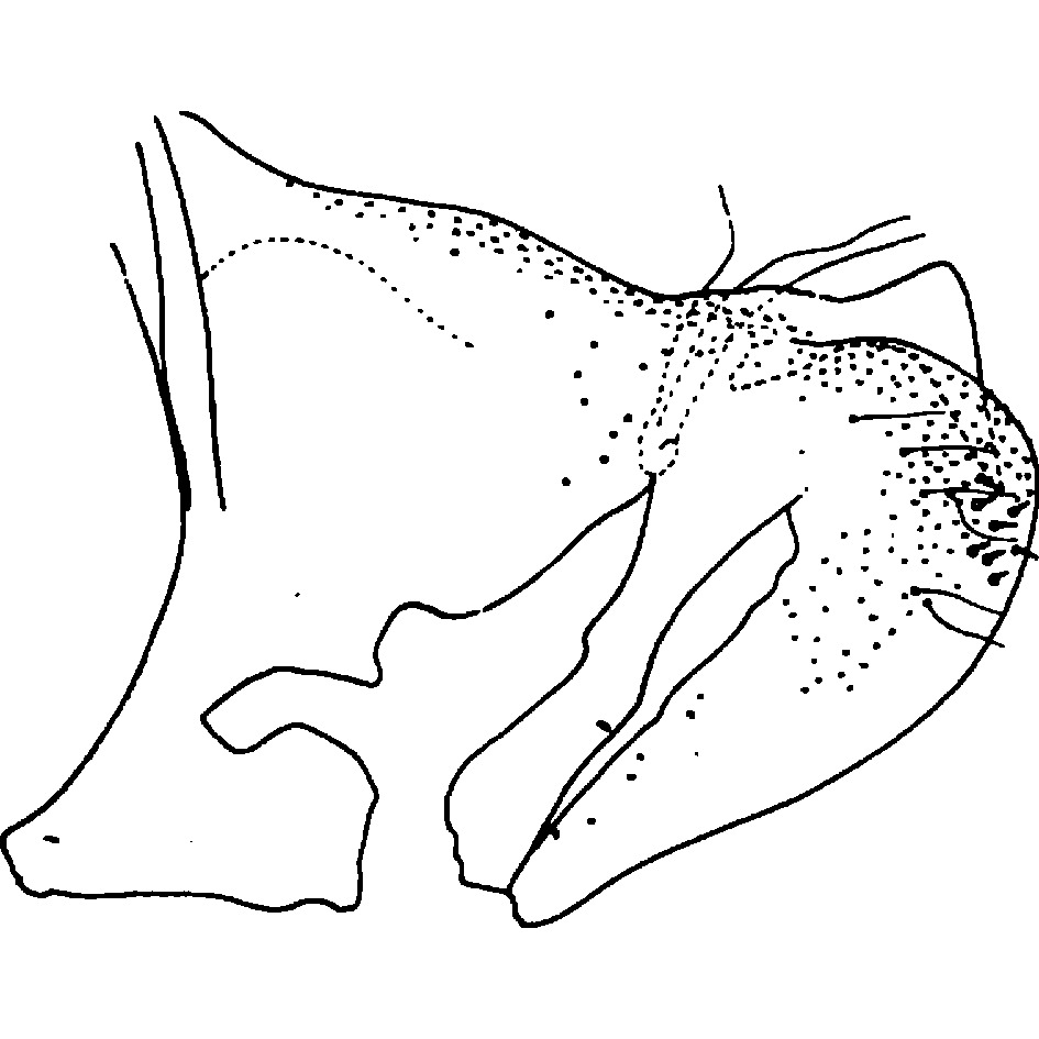 Pygofer, lateral view: !! display not done !! on Aaka Dworakowska, 1972: Pygofer (A. coera Dwor.). (Observation).